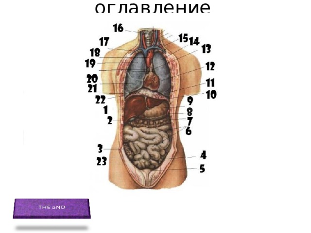 оглавление 