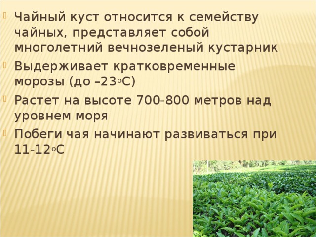 Чайный куст относится к семейству чайных, представляет собой многолетний вечнозеленый кустарник Выдерживает кратковременные морозы (до –23 о С) Растет на высоте 700-800 метров над уровнем моря Побеги чая начинают развиваться при 11-12 о С 