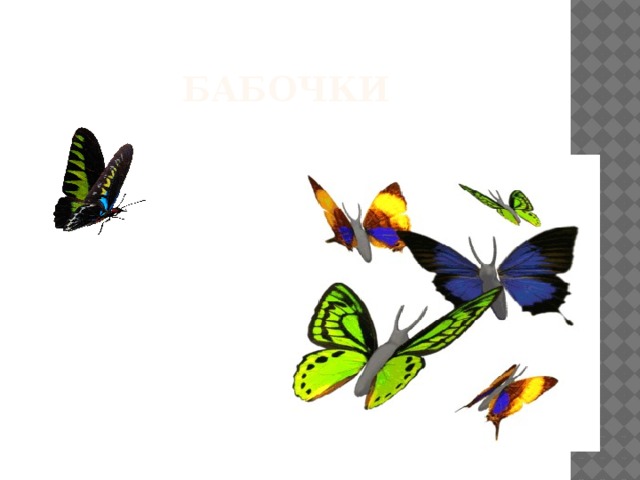 Бабочки 