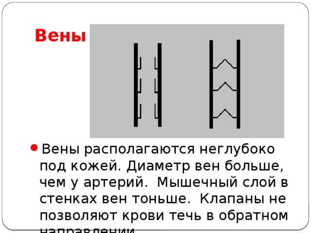 Стенка вен тоньше артериальной