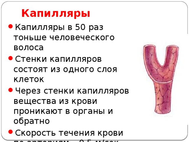 Почему капилляры