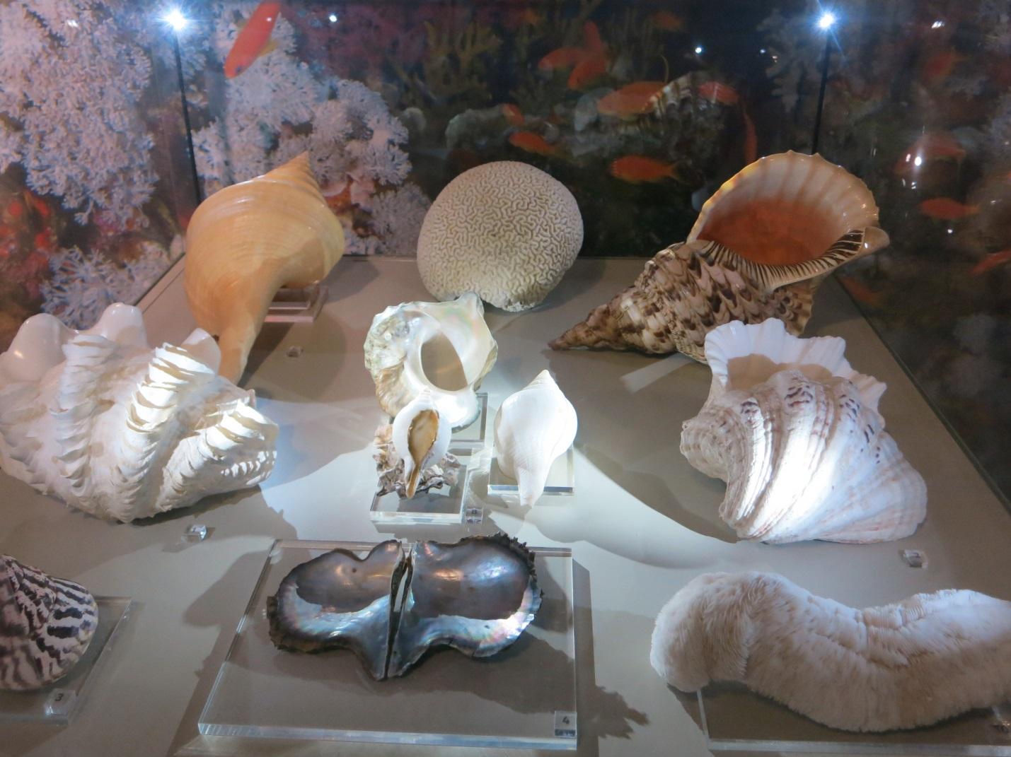 Музей мирового океана в светлогорске