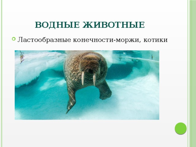 Водные животные Ластообразные конечности-моржи, котики 
