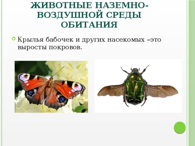 Животные наземно-воздушной среды обитания Крылья бабочек и других насекомых –это выросты покровов. 