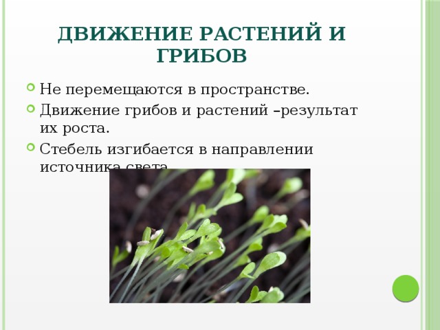 Движение растений 5 класс. Движение растений. Способы передвижения растений. Движение растений и грибов. Движение организмов растений.