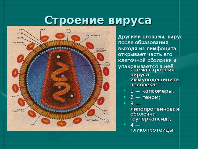 Схема строения вируса иммунодефицита человека