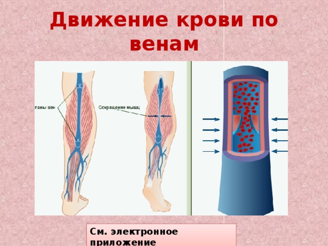 Движение крови по венам См. электронное приложение 