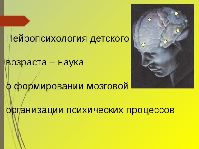 Нейропсихология детского возраста – наука о формировании мозговой организации психических процессов         