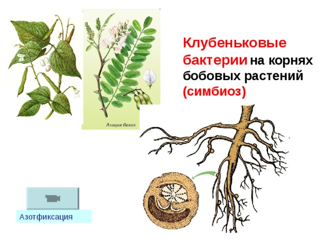 Клубеньковые бактерии  на корнях бобовых растений (симбиоз) Азотфиксация 