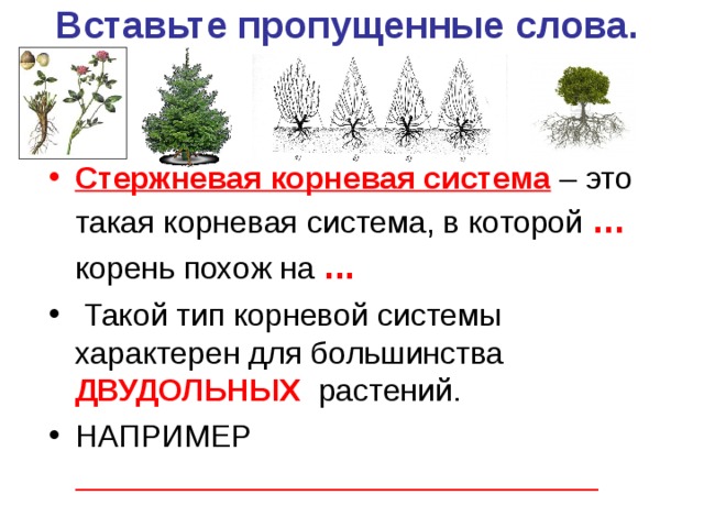 Вставьте пропущенные слова.    Стержневая корневая система – это такая корневая система, в которой ... корень похож на ...  Такой тип корневой системы характерен для большинства ДВУДОЛЬНЫХ растений. НАПРИМЕР ______________________________ 