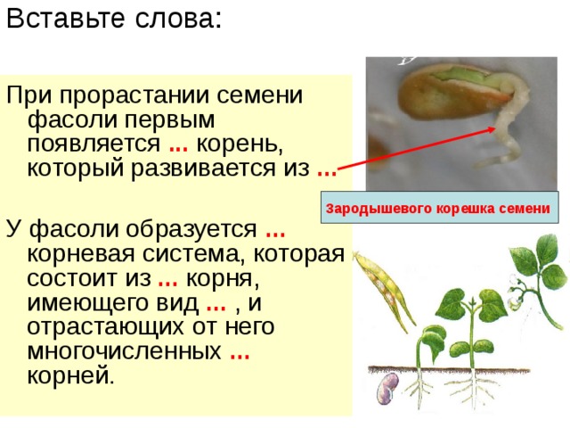 Вставьте слова: При прорастании семени фасоли первым появляется ... корень, который развивается из ... У фасоли образуется ... корневая система, которая состоит из ... корня, имеющего вид ... , и отрастающих от него многочисленных ... корней. Зарод ы шевого корешка семени  