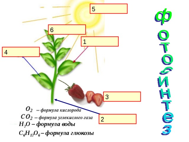 Биология 6 класс 15