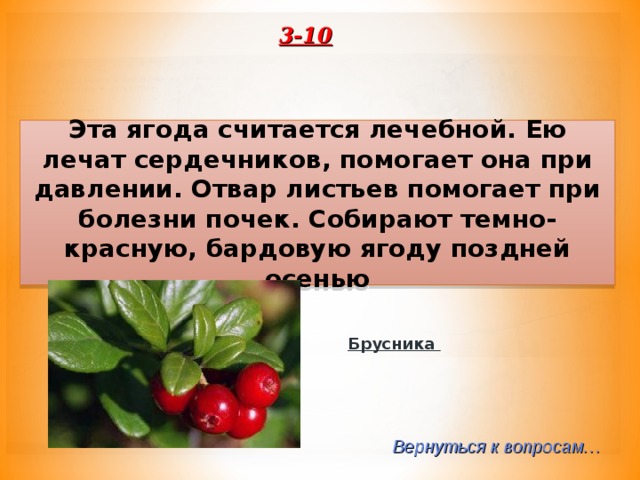 3-10 Эта ягода считается лечебной. Ею лечат сердечников, помогает она при давлении. Отвар листьев помогает при болезни почек. Собирают темно-красную, бардовую ягоду поздней осенью Брусника Вернуться к вопросам… 
