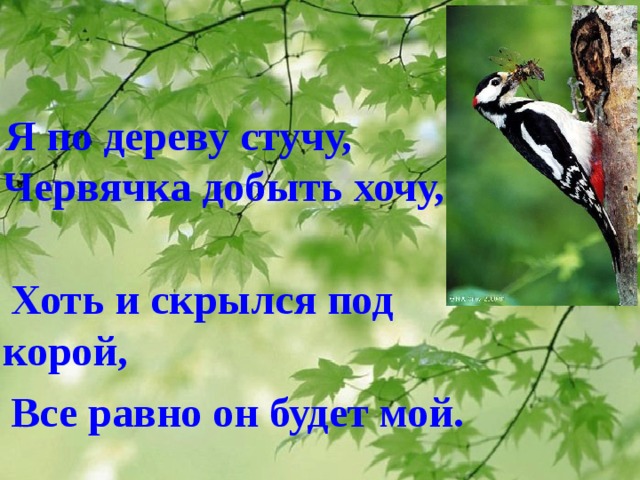 Как долго стучал по дереву дятел. По деревьям постукивает. Зачем дятел стучит по дереву. Я по дереву стучу. Дятел стучит по дереву составить предложение 2 класс