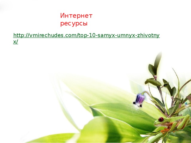 Интернет ресурсы http://vmirechudes.com/top-10-samyx-umnyx-zhivotnyx/ 