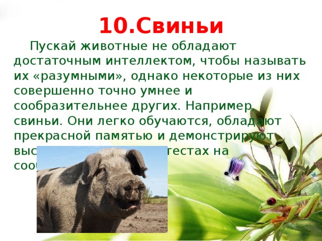 Самые умные животные в мире проект