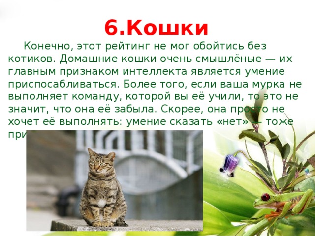 Кошек конечно