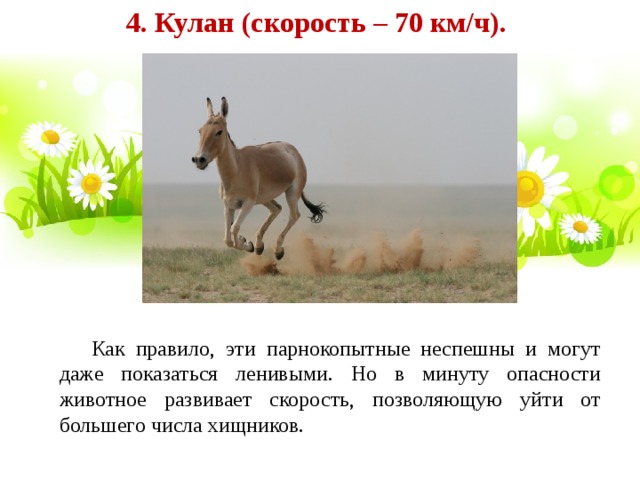 Кулан 5