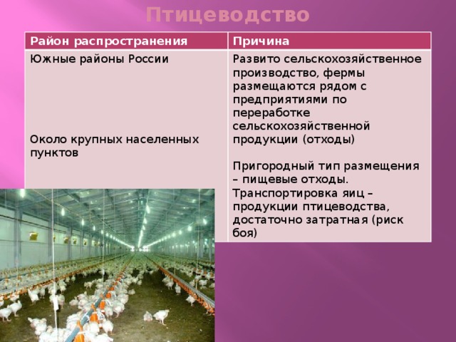 География 9 класс животноводство. Птицеводство районы распространения. Птицеводство районы размещения. Факторы и районы размещения Птицеводство. Птицеводство причины размещения.