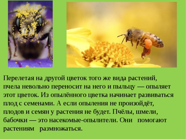 Чем животные помогают растениям размножаться. Смотреть фото Чем животные помогают растениям размножаться. Смотреть картинку Чем животные помогают растениям размножаться. Картинка про Чем животные помогают растениям размножаться. Фото Чем животные помогают растениям размножаться