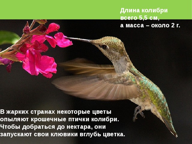 Чем животные помогают растениям размножаться. Смотреть фото Чем животные помогают растениям размножаться. Смотреть картинку Чем животные помогают растениям размножаться. Картинка про Чем животные помогают растениям размножаться. Фото Чем животные помогают растениям размножаться