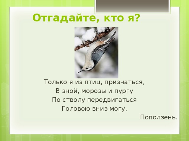 Отгадайте, кто я? Только я из птиц, признаться, В зной, морозы и пургу По стволу передвигаться Головою вниз могу. Поползень. 