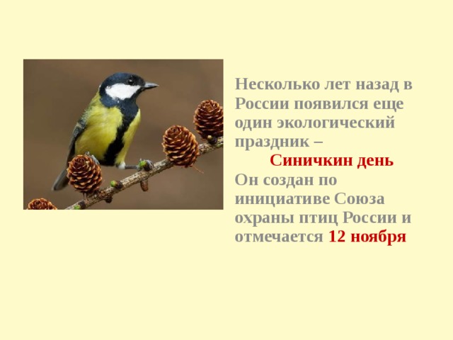 Несколько лет назад в России появился еще один экологический праздник –  Синичкин день  Он создан по инициативе Союза охраны птиц России и отмечается 12 ноября
