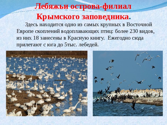  Лебяжьи острова-филиал Крымского заповедника .  Здесь находится одно из самых крупных в Восточной Европе скоплений водоплавающих птиц: более 230 видов, из них 18 занесены в Красную книгу. Ежегодно сюда прилетают с юга до 5тыс. лебедей. 