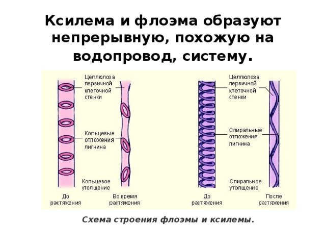 Ксилема и флоэма образуют непрерывную, похожую на водопровод, систему . Ксилема и флоэма образуют непрерывную, похожую на водопровод, систему. Подробнее: https://obrazovaka.ru/biologiya/tkani-rasteniy-stroenie-funkcii-vidy.html#ixzz5Y5cXm4SR Схема строения флоэмы и ксилемы. 