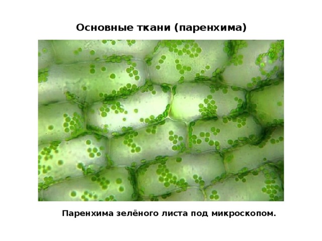 Основные ткани (паренхима)   Паренхима зелёного листа под микроскопом. 