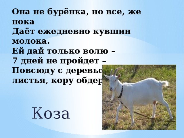 Песня коза не козила. Парные согласные коза