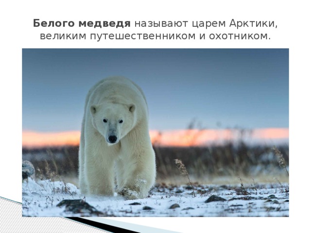 Белого медведя  называют царем Арктики, великим путешественником и охотником. 