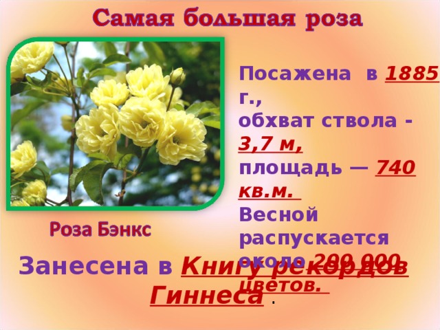 Посажена в 1885 г., обхват ствола - 3,7 м,  площадь —  740 кв.м. Весной распускается около 200 000 цветов. Занесена в   Книгу рекордов Гиннеса  .