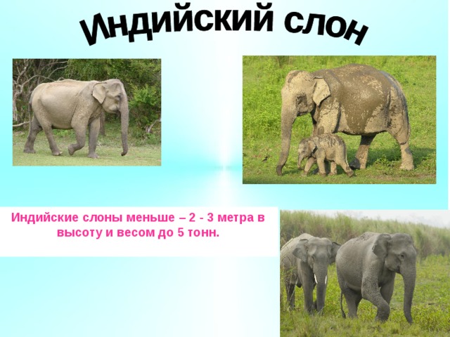 Индийские слоны меньше – 2 - 3 метра в высоту и весом до 5 тонн.  