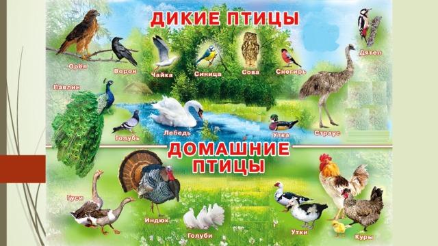 Птицы    Дикие и домашние 