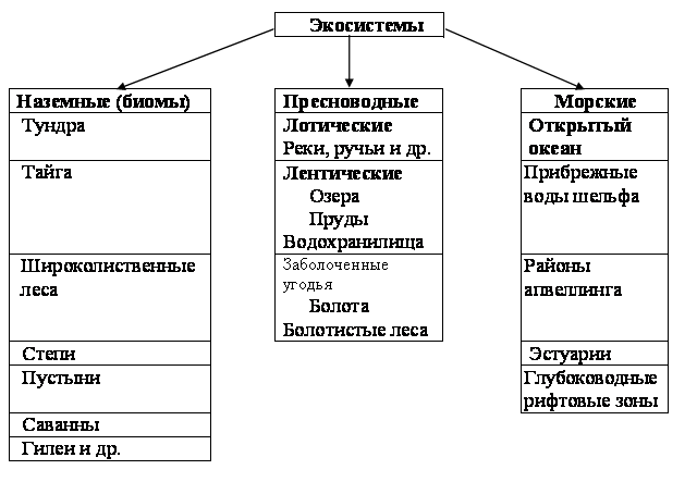 Схема общей структуры экосистем