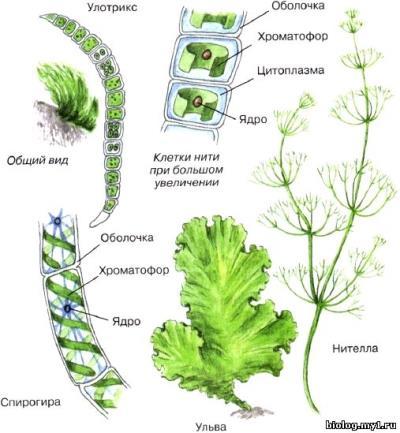 Органы и системы водорослей