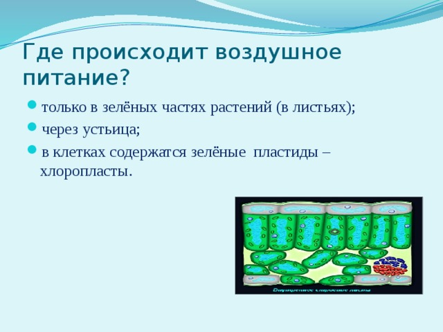 Где происходит воздушное питание? только в зелёных частях растений (в листьях); через устьица; в клетках содержатся зелёные пластиды – хлоропласты. 