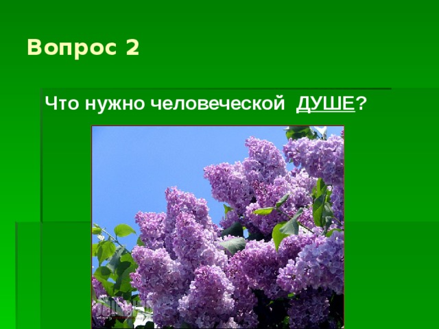 Куст сирени Куприн. Куст сирени иллюстрации к рассказу. Куст сирени план кратко. Вопросы куст сирени Куприн.