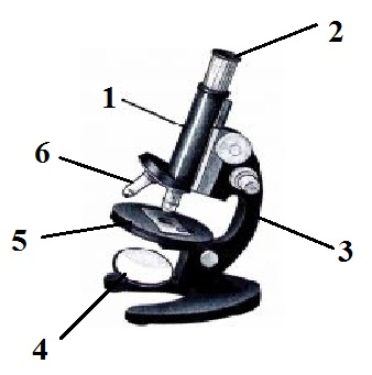 Изображение микроскопа с обозначениями 5 класс