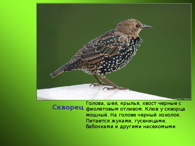 Скворец Голова, шея, крылья, хвост черные с фиолетовым отливом. Клюв у скворца мощный. На голове черный хохолок. Питается жуками, гусеницами, бабочками и другими насекомыми. 