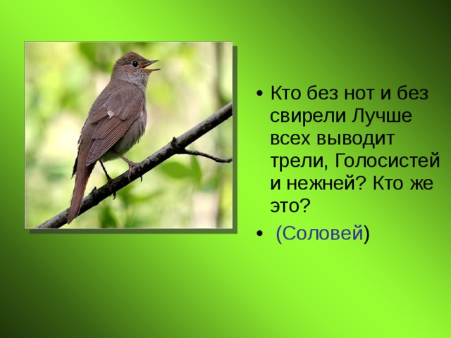 Кто без нот и без свирели Лучше всех выводит трели, Голосистей и нежней? Кто же это?  (Соловей ) 