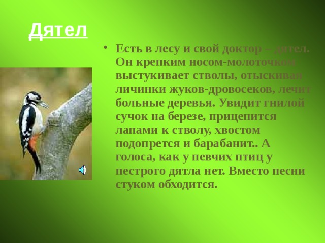 Дятел Есть в лесу и свой доктор – дятел. Он крепким носом-молоточком выстукивает стволы, отыскивая личинки жуков-дровосеков, лечит больные деревья. Увидит гнилой сучок на березе, прицепится лапами к стволу, хвостом подопрется и барабанит.. А голоса, как у певчих птиц у пестрого дятла нет. Вместо песни стуком обходится. 