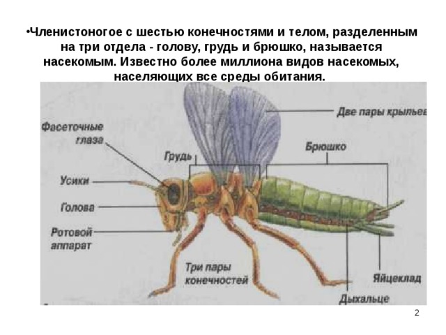Членистоногое с шестью конечностями и телом, разделенным на три отдела - голову, грудь и брюшко, называется насекомым. Известно более миллиона видов насекомых, населяющих все среды обитания.   