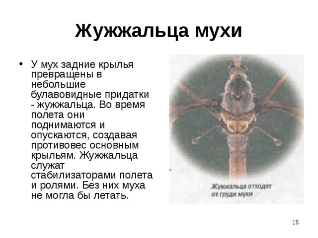 Жужжальца мухи У мух задние крылья превращены в небольшие булавовидные придатки - жужжальца. Во время полета они поднимаются и опускаются, создавая противовес основным крыльям. Жужжальца служат стабилизаторами полета и ролями. Без них муха не могла бы летать.  