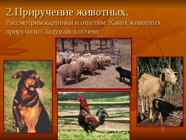 2.Приручение животных.  Рассмотрим картинки и ответим: Каких животных приручили? Задумайся почему? 