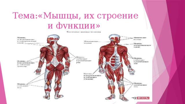 Строение и функции мышц