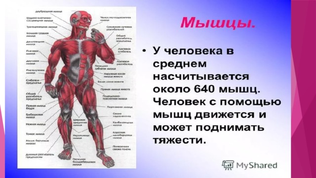 Мышцы биология 9 класс