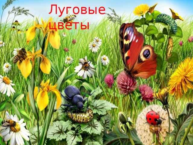 Луговые цветы 