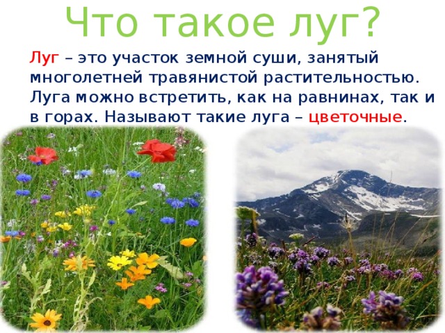 Что такое луг?   Луг – это участок земной суши, занятый многолетней травянистой растительностью. Луга можно встретить, как на равнинах, так и в горах. Называют такие луга – цветочные . 